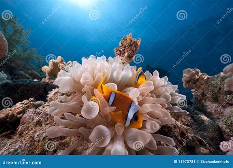 Anemone and anemonefish stock image. Image of diving - 11973781