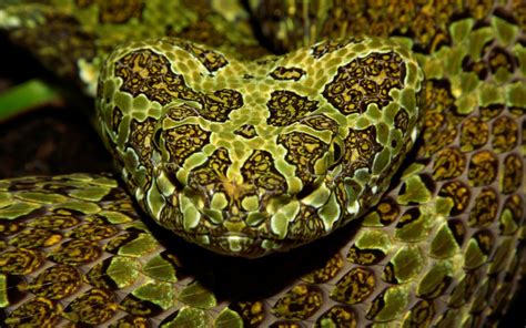 Mangshan Pit Viper Species Profile and photos