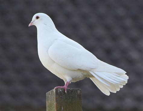 White pigeon spiritual meaning