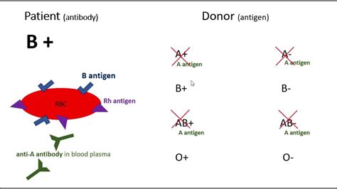 B Positive Blood Type (Donating and Receiving) - YouTube