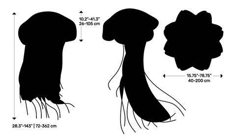 Lion’s Mane Jellyfish (Cyanea capillata) Dimensions & Drawings | Dimensions.com