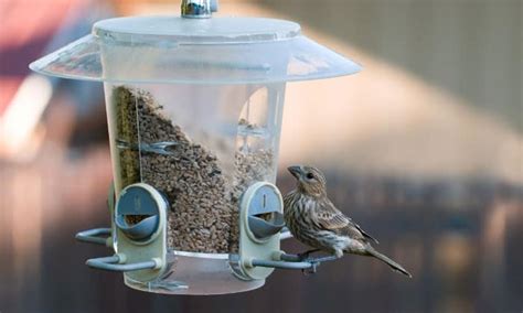 How to Clean Bird Feeders With Vinegar? - 7 Steps