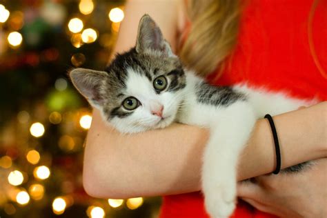 20+ Christmas Cat Puns for the Purr-fect Instagram Captions