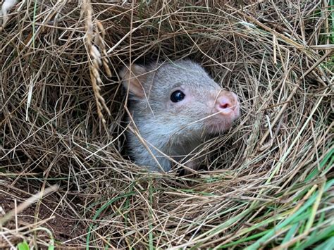 Help us save the rufous bettong - Australian Geographic