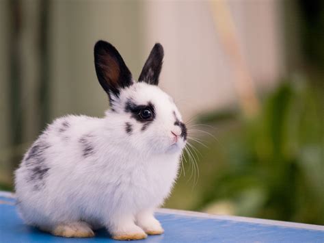 An Overview of Rabbit Fur Colors and Patterns