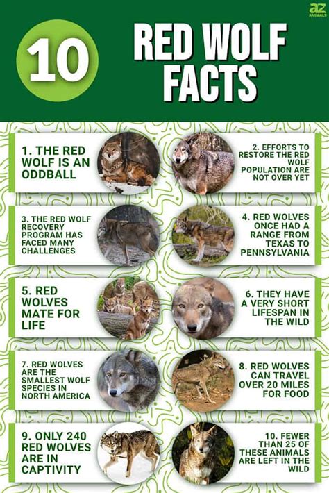 10 Incredible Red Wolf Facts - A-Z Animals