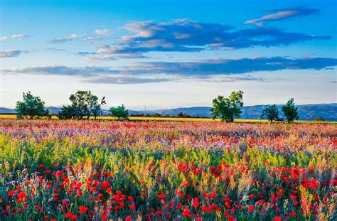 assorted-color flower field, daytime, wild flowers, field of poppies, landscape, nature, flower ...