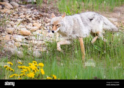 Coyote in the wild Stock Photo - Alamy