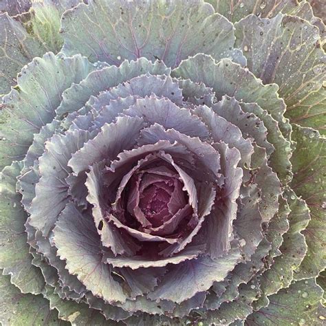 Personalized Ornamental Cabbage Care: Water, Light, Nutrients | Greg App