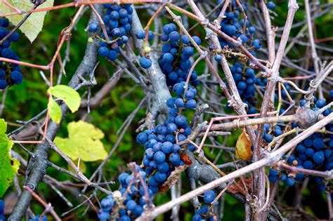 How to Successfully Grow Wild Grape Vines: A Field Guide to Planting ...