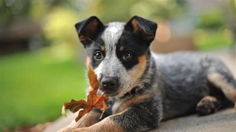 Australian, Cattle, Dog, Puppies, High, Definition, Widescreen ...