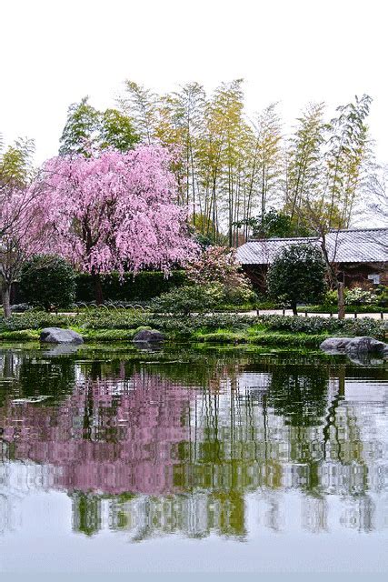 ACCUEIL - GIFENVIE | Japanese garden, Japan garden, Japanese garden plants