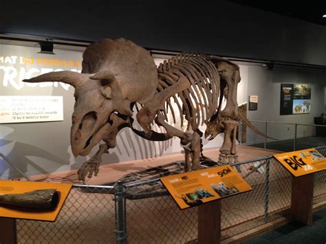 Smithsonian opens new dinosaur exhibit this month | WTOP