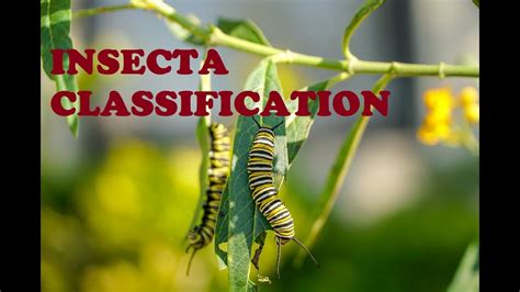 INSECTA CLASSIFICATION - YouTube