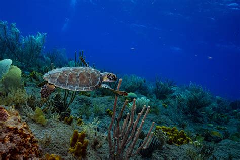 Diving | Saba Tourism