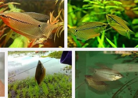 Jenis dan Harga Ikan Sepat Hias Serta Mudahnya Dicampur dengan Ikan Lainnya