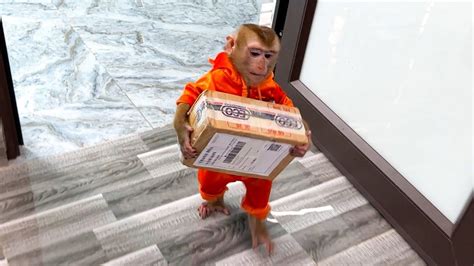 Monkey KaKa receives parcels to help her mother - YouTube Parcel ...