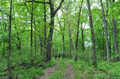 Michigan Audubon Acquires 80 Acres of Migratory Bird Habitat - Michigan Audubon