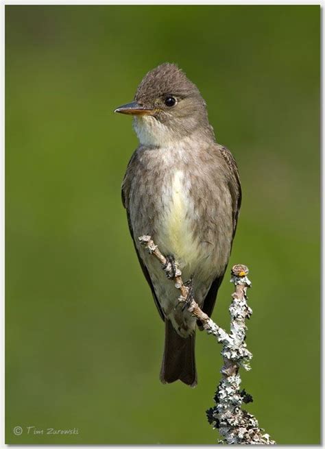 Olive-sided Flycatcher (Contopus cooperi) | Flycatcher, Pet birds, Bird species