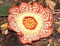 58 Plants..Rafflesia parasitic plant ideas | plants, planting flowers ...