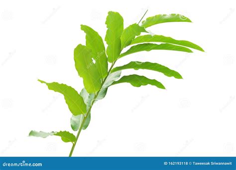 Green Leaves of Torch Ginger Plant Isolated on White Background Stock ...