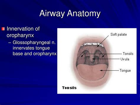 PPT - Airway Management PowerPoint Presentation, free download - ID:557870