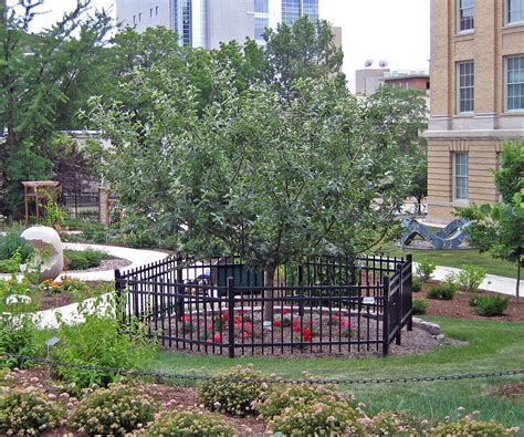 Newton’s Apple Tree – Department of Physics – UW–Madison