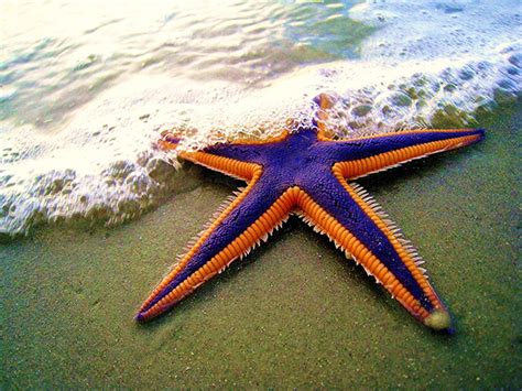 The Starfish