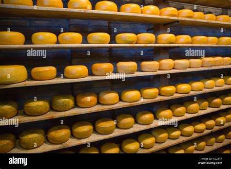 Display of Holland Dutch cheese at cheese factory near Amsterdam in ...