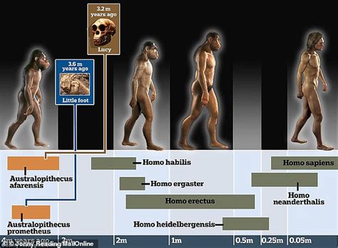 Little Foot fossil: Human ancestor 'relatively old' when she died 3.67m years ago, X-rays show ...