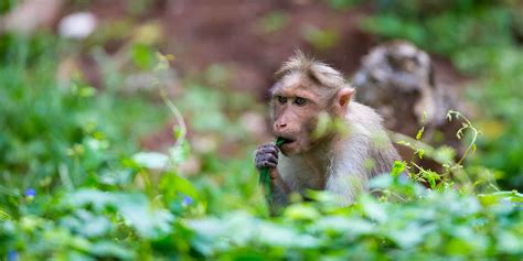 Mudumalai National Park wildlife location in India, Asia | Wildlife ...