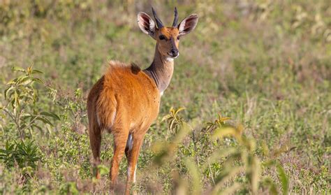 Cape bushbuck facts, distribution & population | BioDB