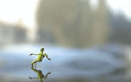 Run On Water GIFs - Get the best GIF on GIPHY