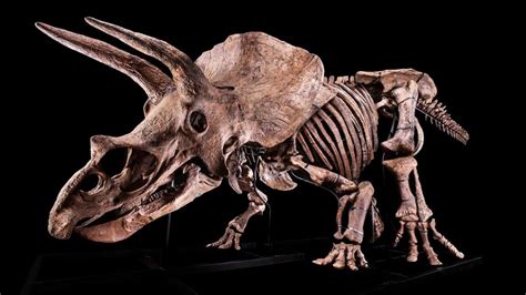 The World's Largest Triceratops Skeleton Is Up For Auction