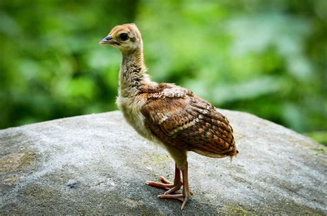 This is what a baby peacock looks like! : r/aww