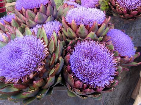 Herb Seed Flower artichoke Green Globe plant seeds 30+ - Seedsnpots