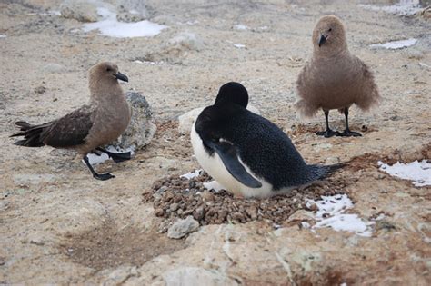 Penguins 1 – Skuas 0 | Ice Stories: Dispatches From Polar Scientists