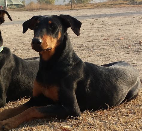 Pets Pakistan - Highly trained female Doberman Pinscher