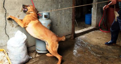 Ban Dog Meat in S. Korea - Action Network