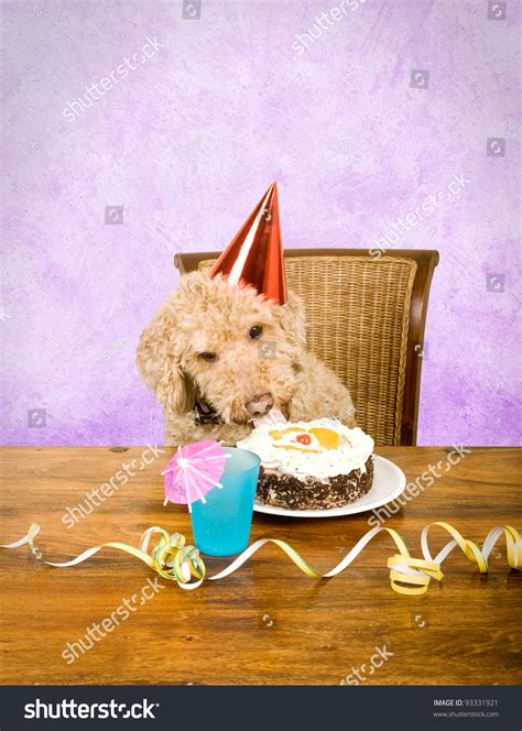 Dog Eating Cake Stock Photo 93331921 : Shutterstock