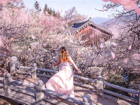 The Ultimate Guide to Spring in Korea 2022 - Gina Bear's Blog