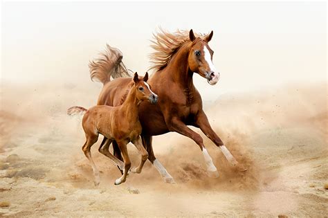 Fondos de Pantalla Caballo Cachorros Dos Correr Animalia descargar imagenes