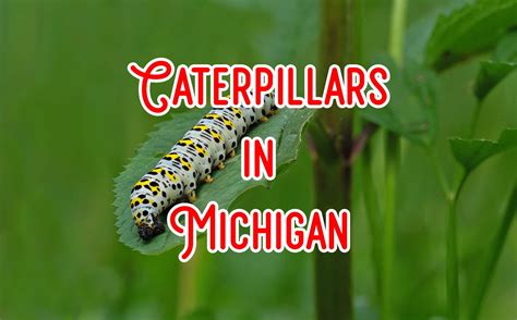 37 Caterpillars in Michigan (Pictures and Identification)