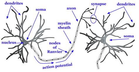 Dendrite labeled - bezyest