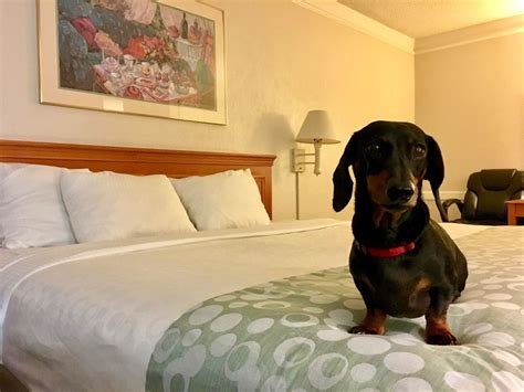 Best Pet Friendly Hotel Chains | Pets Animals US