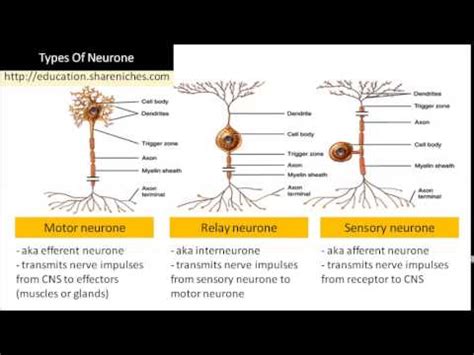 19 Beautiful Sensory System Diagram