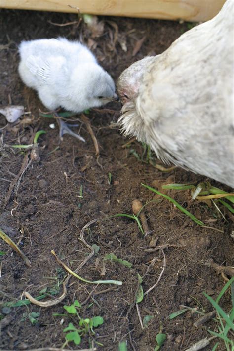 Self Blue Ameraucana Hatching Eggs