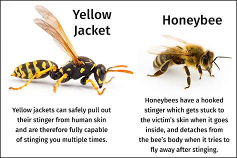 yellow jacket vs hornet sting | Shop The Best Discounts Online | avsenggcollege.ac.in