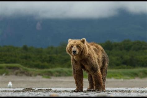 A New True Life Adventure in Disneynature's Bears - About a Mom