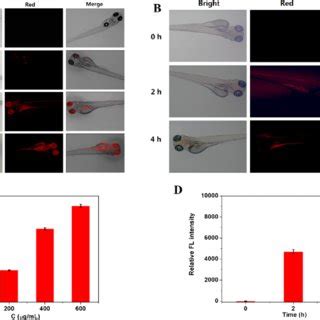 Zebrafish imaging. (A,C) Microscopic imaging results of zebrafish... | Download Scientific Diagram